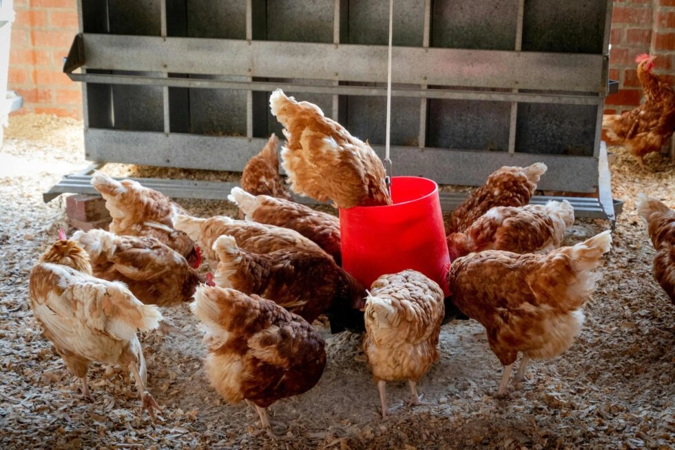 Gallinas de Postura